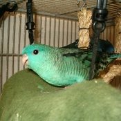 Barred Parakeet
